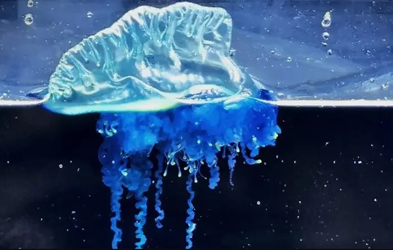 Новий вид медуз - біля узбережжя Японії знайшли новий вид португальських корабликів - фото 1