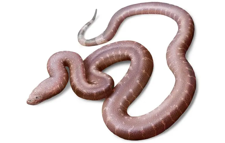 Новий вид змії віком 37 мільйонів років - Paradoxophidion richardoweni допоможе зрозуміти еволюцію сучасних змій - новини науки Новий вид змії віком 37 мільйонів років - Paradoxophidion richardoweni допоможе зрозуміти еволюцію сучасних змій - новини науки 1