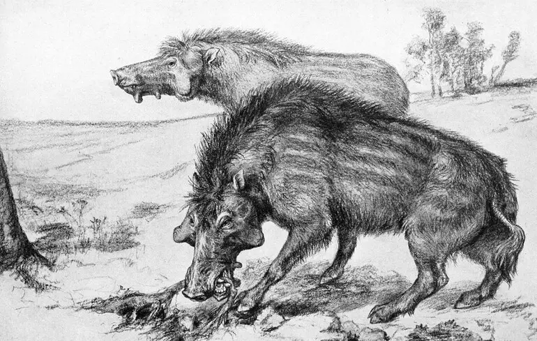 Пекельні свині з Північної Америки виявилися здатними їсти кістки - що з'ясували вчені Пекельні свині з Північної Америки виявилися здатними їсти кістки - що з'ясували вчені 1