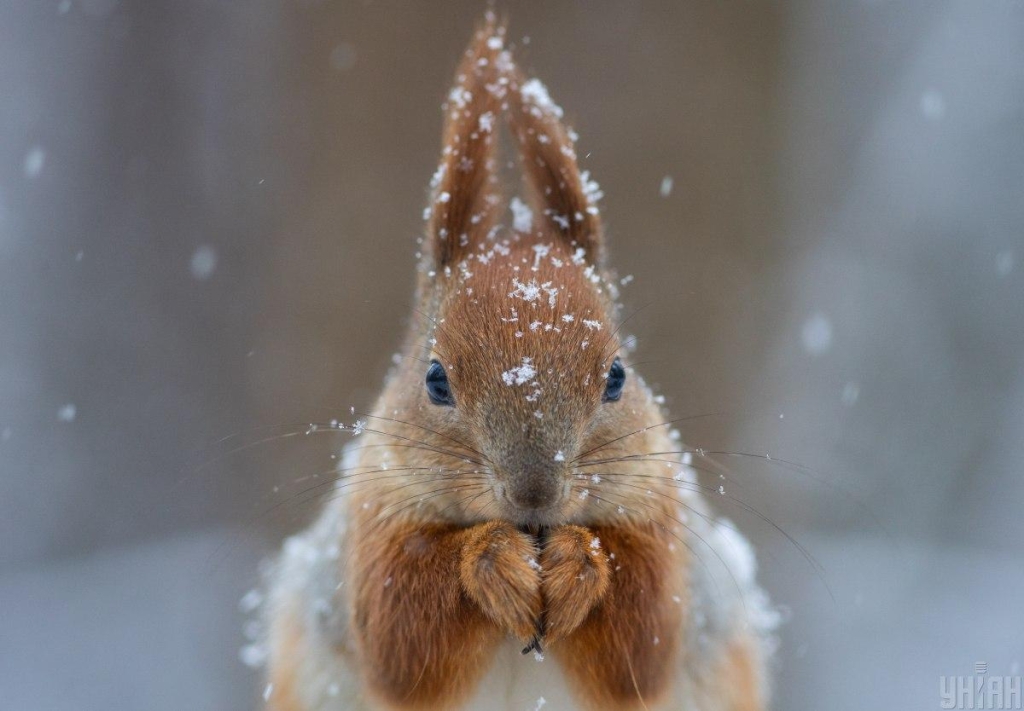 /фото УНІАН