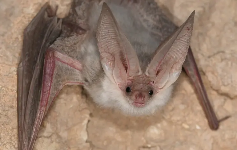 Рідкісний вид помітили вперше за 55 років - у Центральній Азії знову виявили туркестанського довговухого кажана - новини науки 1