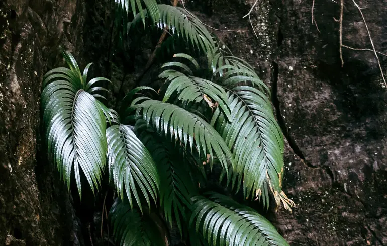 Рідкісноземельні елементи у рослині - що виявили вчені 1