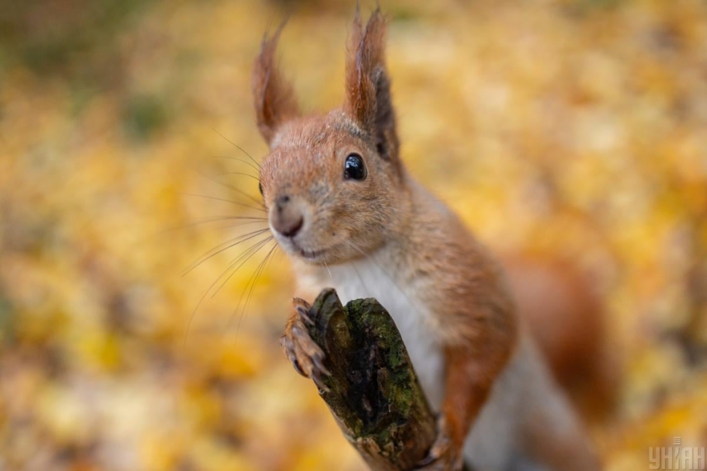 Бєлка / фото Марківа псевдо УНІАН