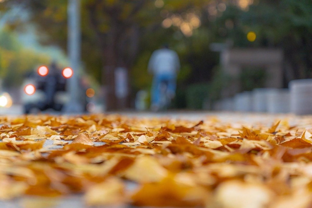 В Україні тепла погода протримається з 21 по 24 листопада / фото Pixabay