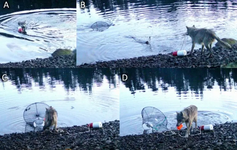 Вовк користується пасткою для крабів - учені показали незвичайну поведінку тварини - фото, відео Вовк користується пасткою для крабів - учені показали незвичайну поведінку тварини - фото, відео 1