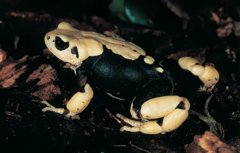 Жаби народжують живих жабенят - вчені знайшли три нові види жаб Жаби народжують живих жабенят - вчені знайшли три нові види жаб 1