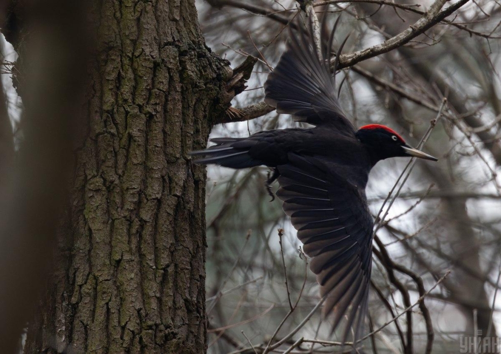 17фото УНІАН