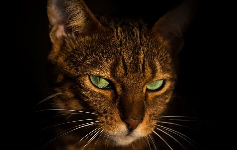 Аналіз ДНК показав, що стародавні коти в Китаї були окремим видом - що з'ясували вчені 1