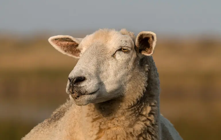 Як чума поширювалася в бронзовому столітті - вчені назвали тварину-переносника віком 4000 років 1
