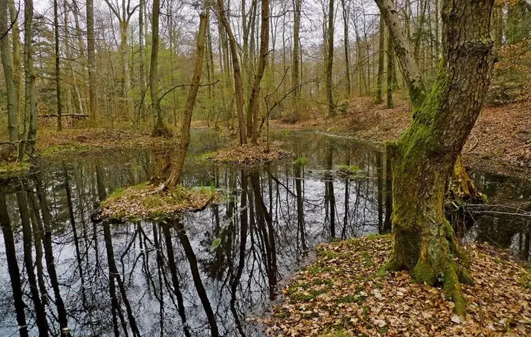 Кельтські золоті монети виявили у болоті Швейцарії- знахідка належить до найдавніших монет регіону - новини науки 1