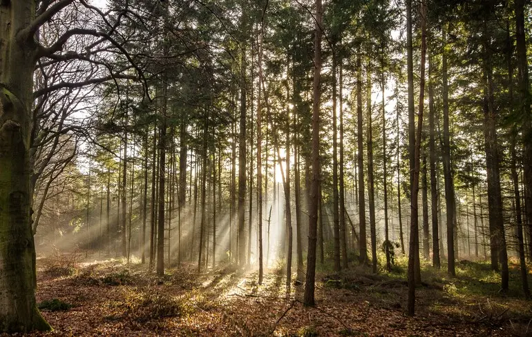 Китай активно висаджує дерева - вони вплинули на кругообіг води в країні 1