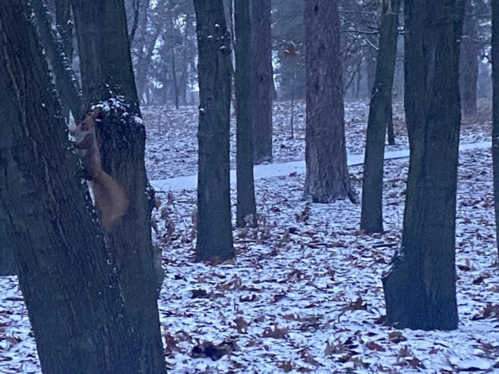 Київ засипало першим снігом (фото)