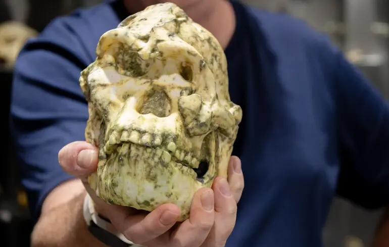 Новий вид предка людини - найповніші рештки австралопітека виявилися новим видом 1