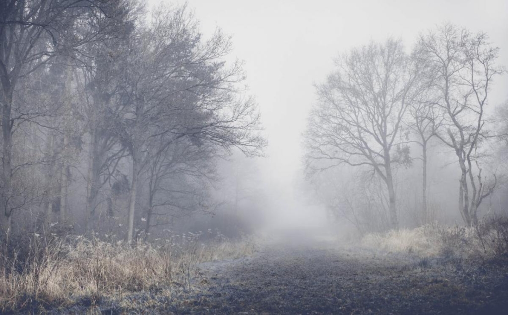 У фото pexels.com