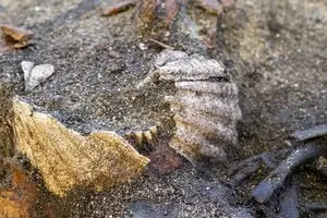 У Єрусалимі знайшли кулон з менорою віком 1300 років - фото 7