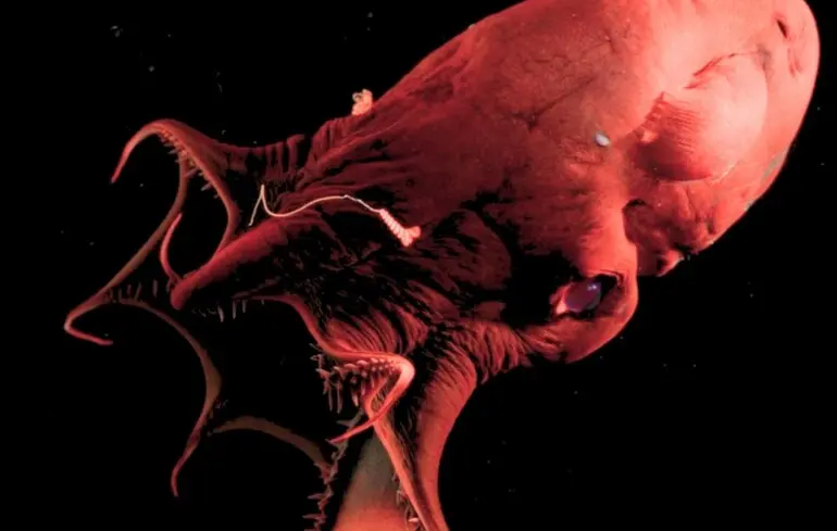 Учені розшифрували геном кальмара-вампіра - про що він розповів - що це за істота 1