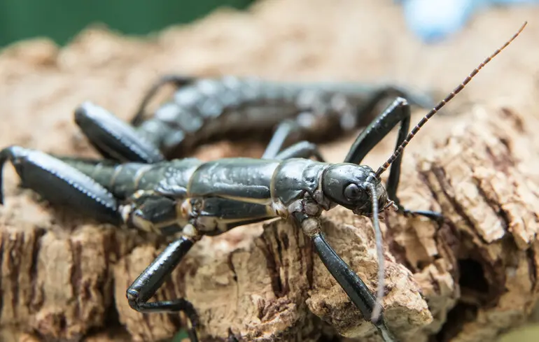 Вимерла комаха повернувся - рідкісного паличника австралійського знайшли на Піраміді Бола - новини науки Вимерла комаха повернувся - рідкісного паличника австралійського знайшли на Піраміді Бола - новини науки 1