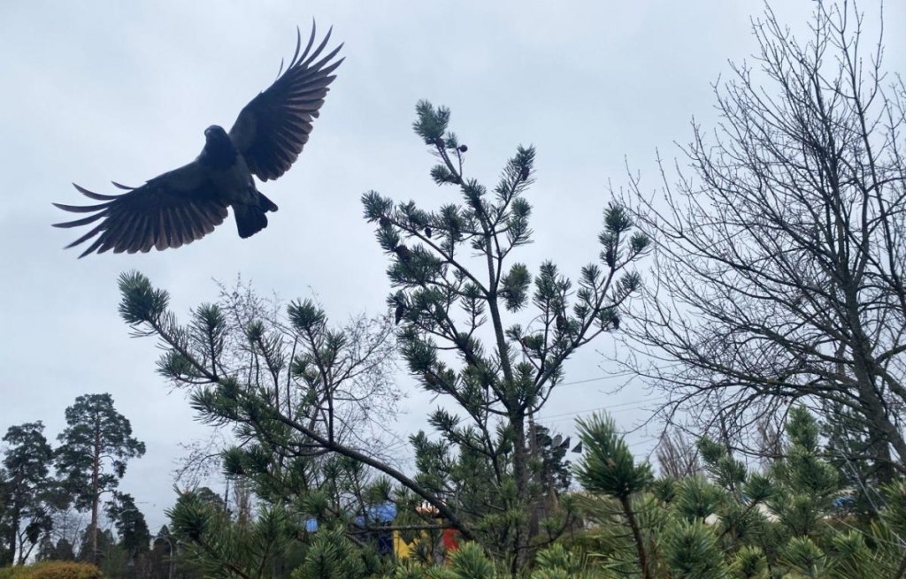 12фото УНИАН, Надя Пришляк