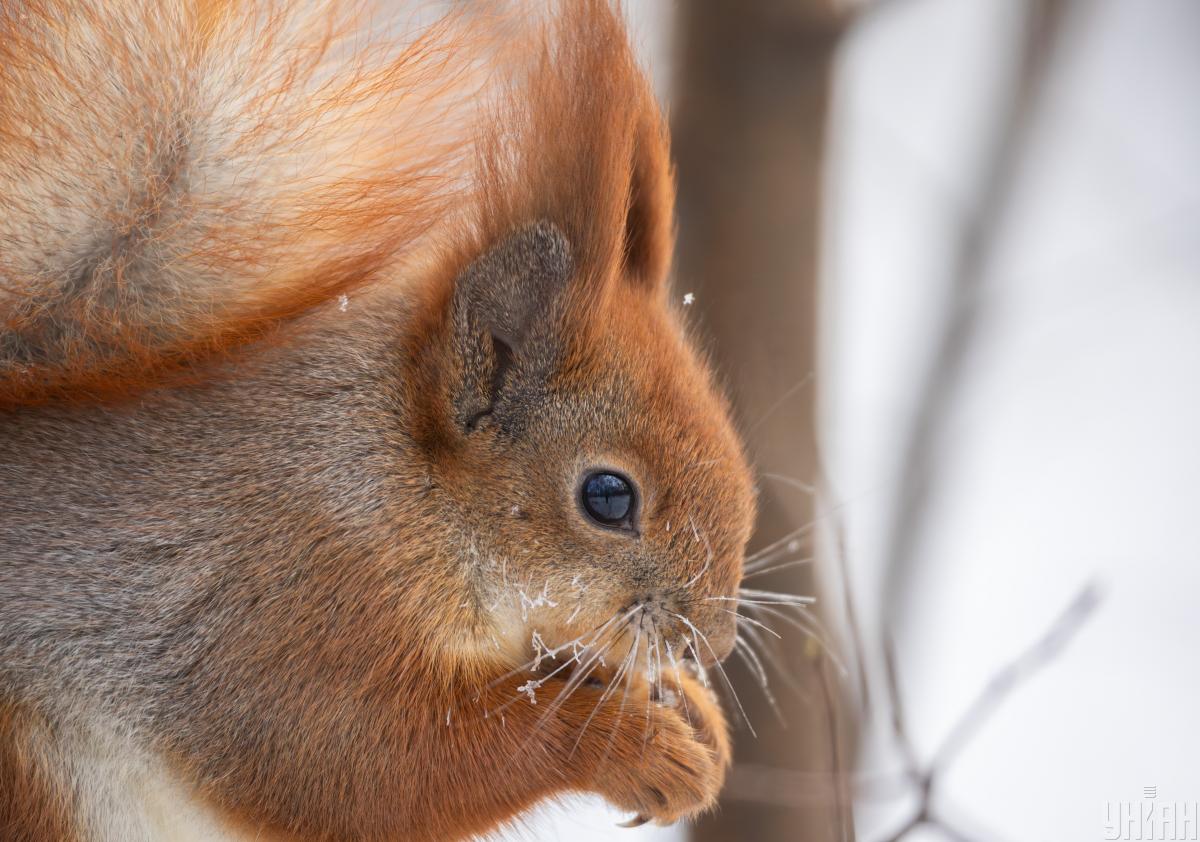 11 лютого до Києва прийде довгоочікуване потепління