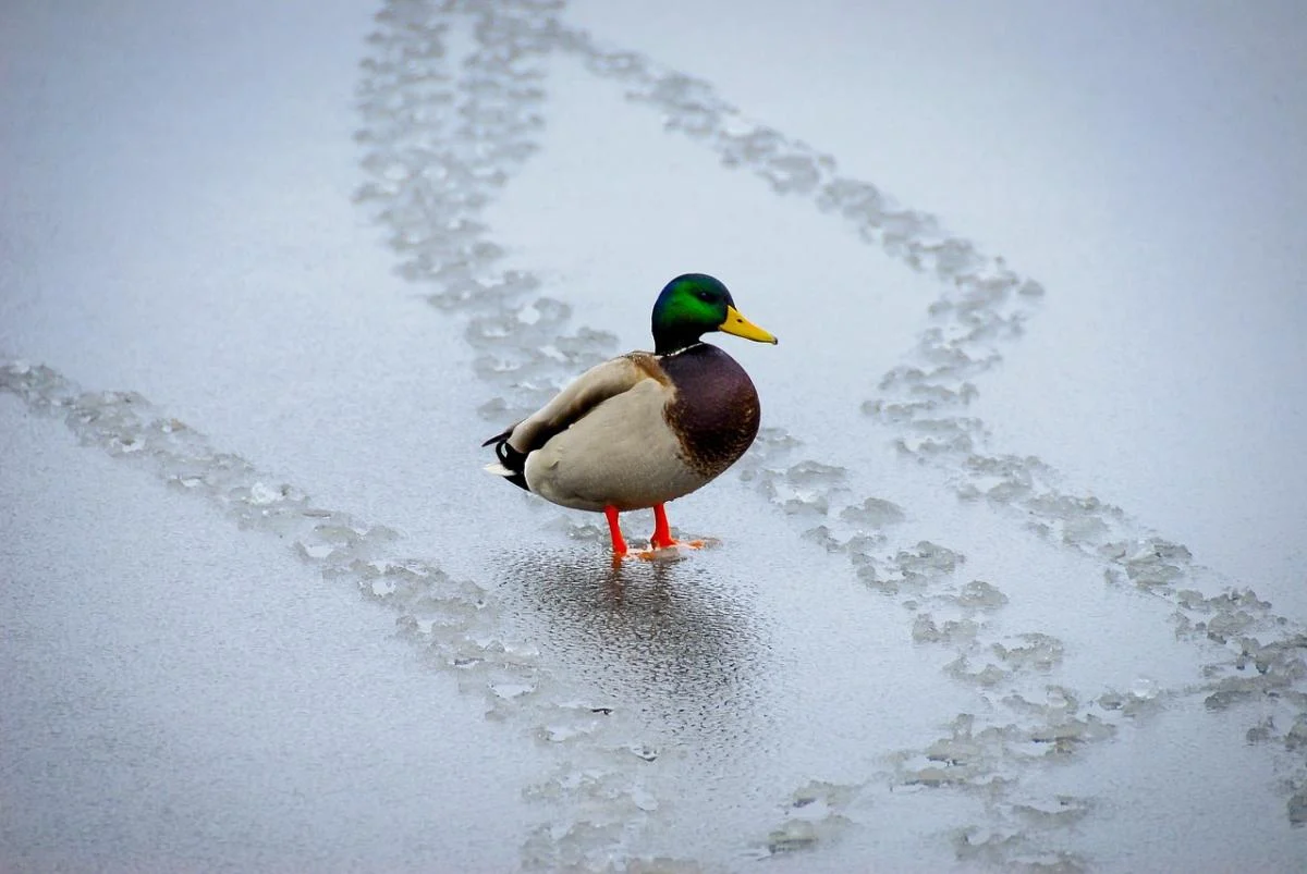 11 лютого принесе до України довгоочікуване потепління