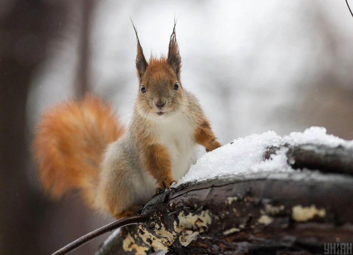 19 лютого в Києві буде сухо, але погоду зіпсує вітер