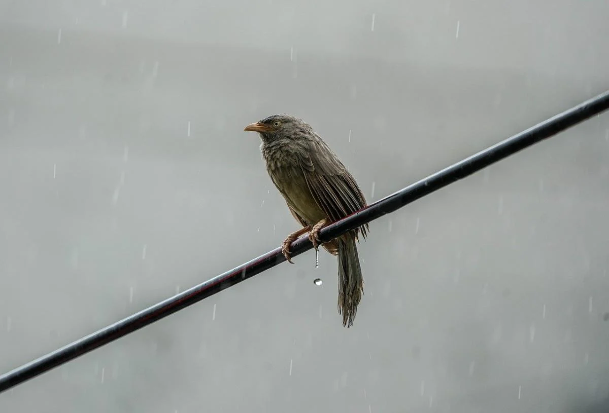 24 лютого в Україні очікується тепла, але дощова погода. 1 24 лютого в Україні буде тепло, але мокро