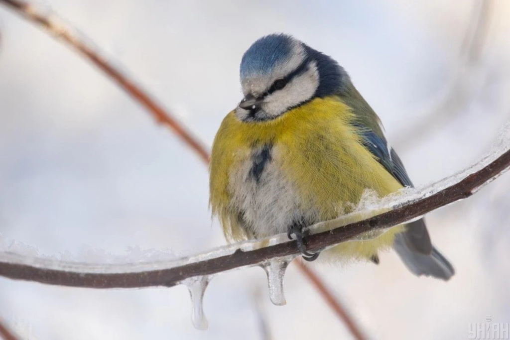 3 лютого на киян чекає 15-градусний мороз
