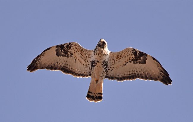 Арктичний гість: у Чорнобилі помітили рідкісного хижака в "хутряних штанях" 1