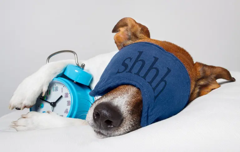 Дослідники виявили, чому сови частіше за інших птахів піддаються захворюванням серцево-судинної системи. 1