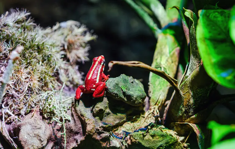 Епібатидин – це речовина, якою було отруєно Олексія Навального. Науковець надає роз'яснення щодо цієї сполуки. 1