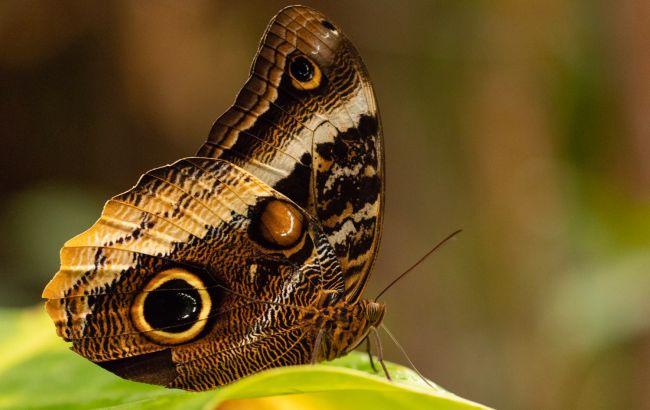 "Фальшиві очі": ентомолог пояснив, навіщо метеликам візерунки на крилах 1