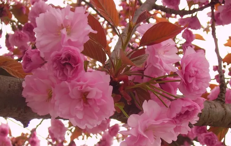 Фестиваль сакури скасували через великі скупчення туристів. 1