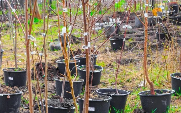 Готуємось до весни: які плодові дерева краще садити в цей сезон? 1