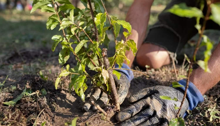 Готуємось до весни: які плодові дерева краще садити в цей сезон? 3