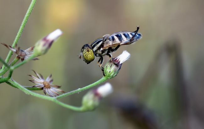Як морози рятують комах від загибелі: неочевидні факти про "шкідників" та запилювачів 1