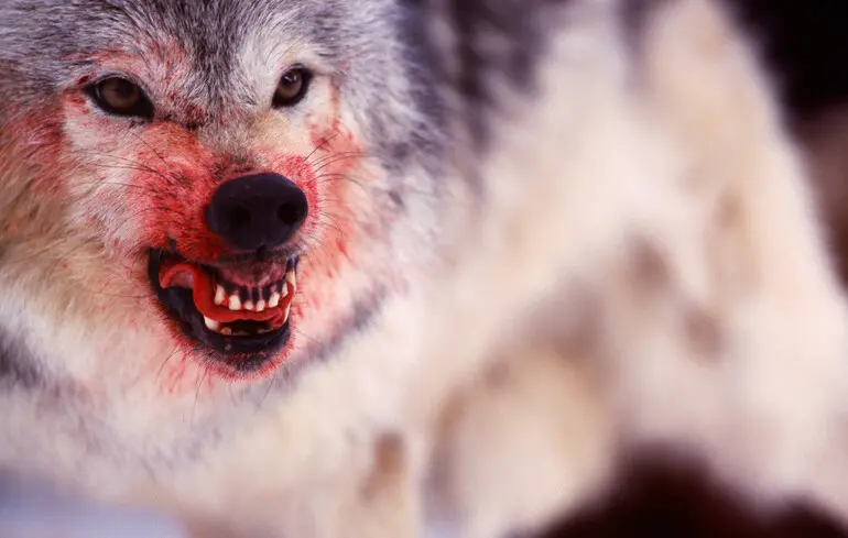 Кількість вовків в Україні значно збільшилася. 1