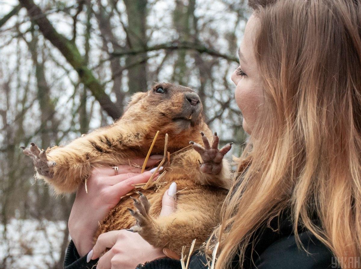 Коли в Україні настане весна: харківський бабак дав свій прогноз