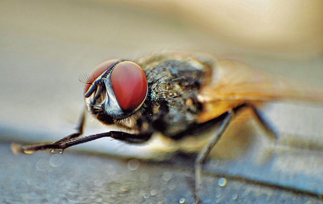 Куди зникають комарі взимку і чи переживуть таргани "ядерку": 5 неочевидних фактів про комах 1