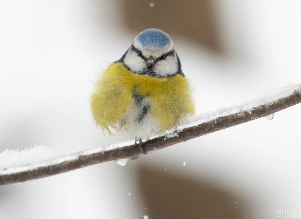 Метеорологиня повідомила, чи варто чекати на швидке потепління в Україні