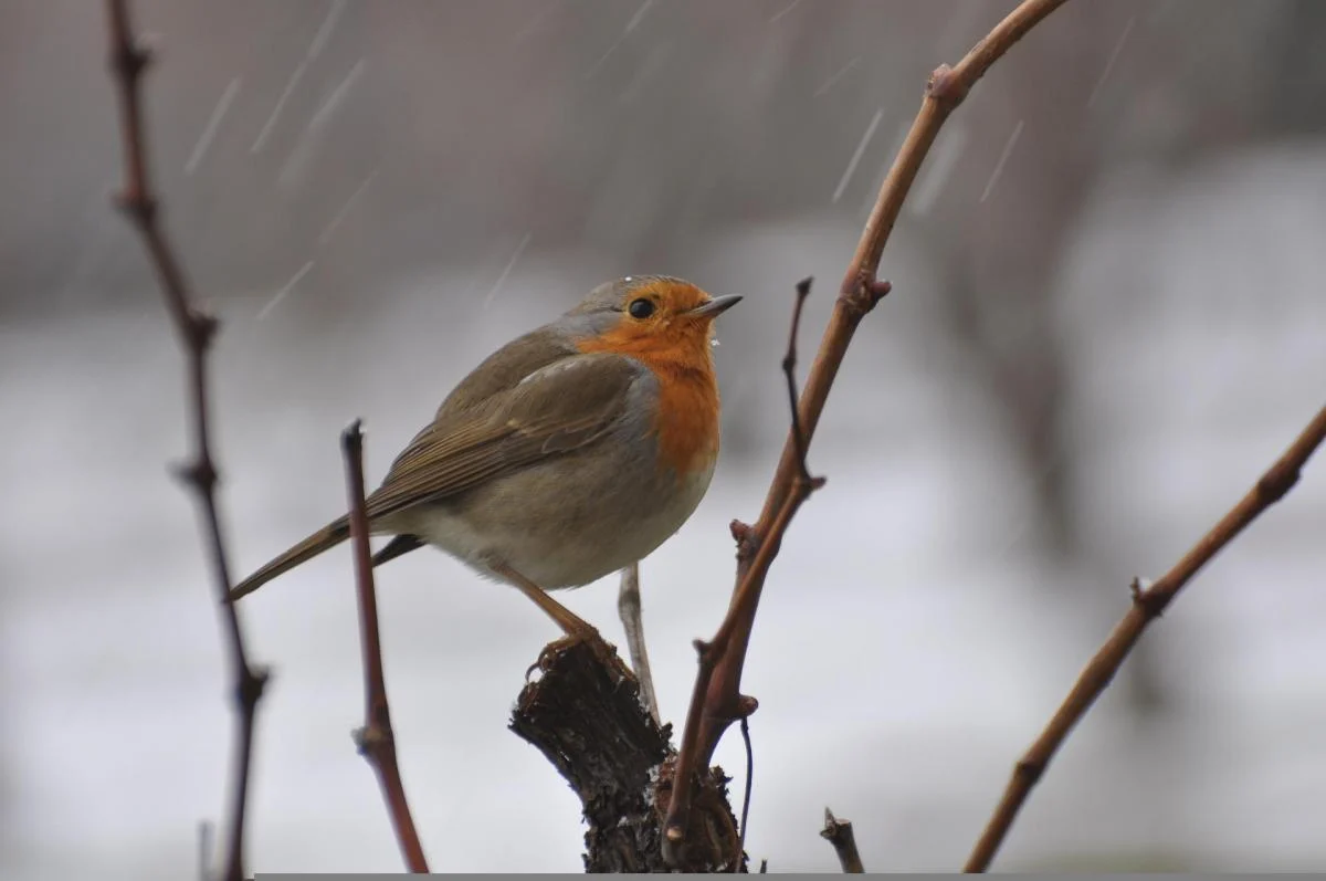 На вихідних сніг і дощі накриють майже всю Україну