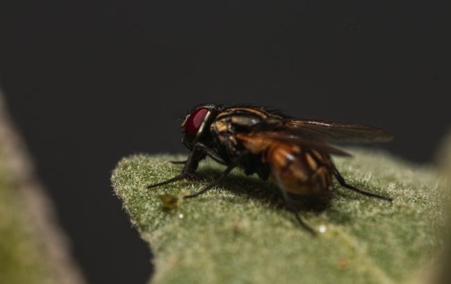 Навіщо мухи постійно потирають лапки: ентомолог назвав справжню причину 1