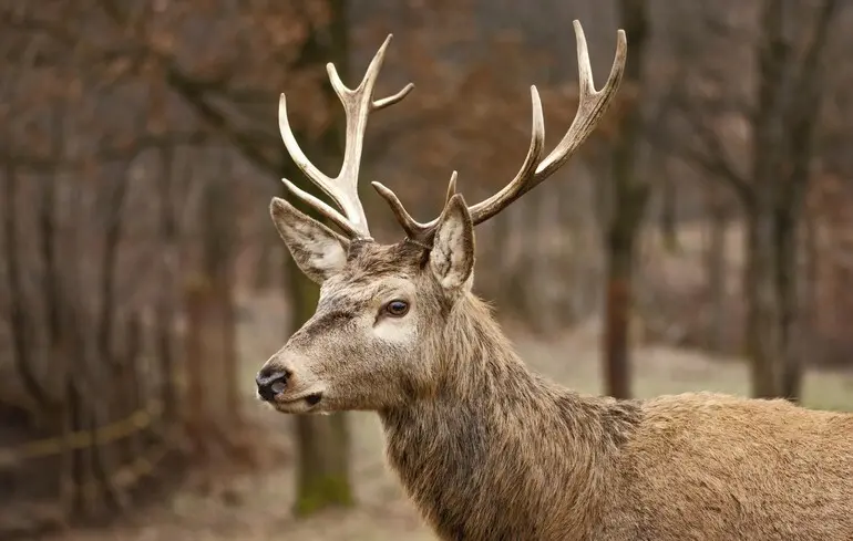 Олені взаємодіють один з одним, залишаючи ультрафіолетові сліди, що світяться. 1