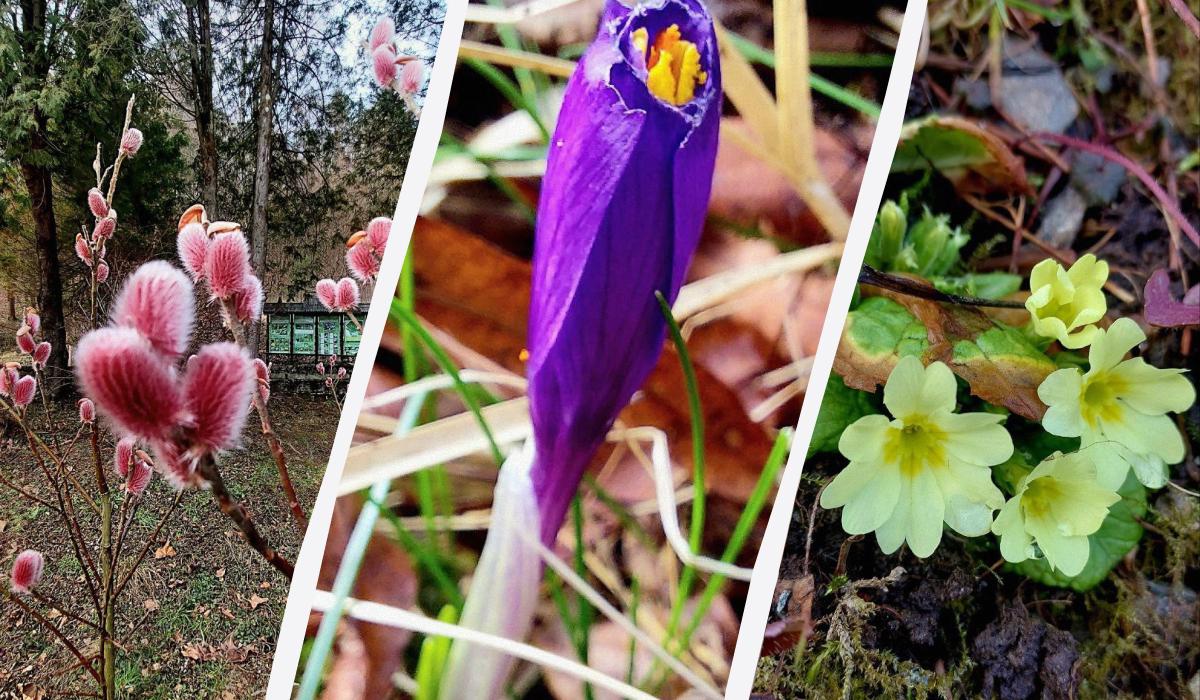 "Пора прокидатися": на заході України спостерігається справжнє диво природи (фото)