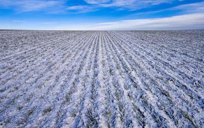 Промерзлий ґрунт і лід на полях: врожай яких озимих потрапив під удар негоди в Україні 1