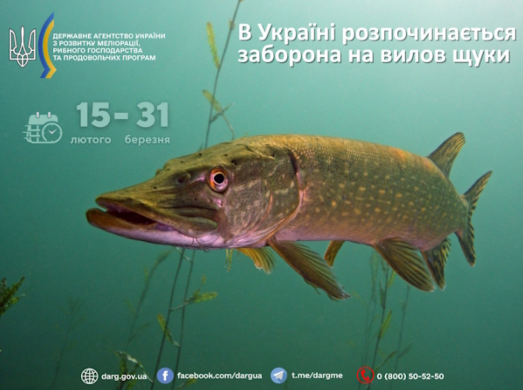 Штраф майже 3,5 тисячі за рибину: кого ловити в Україні відсьогодні суворо заборонено 2