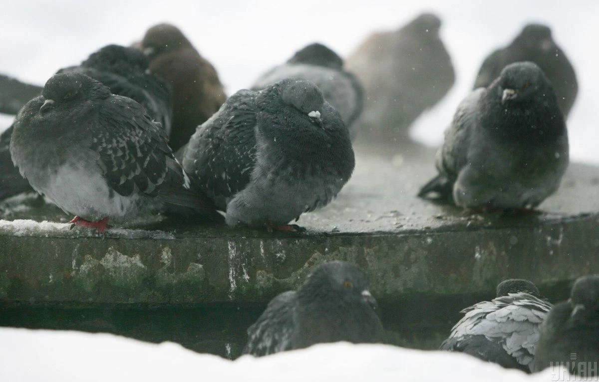 Сильні морози поки що відступили, але вже скоро очікується нове похолодання, - синоптикиня
