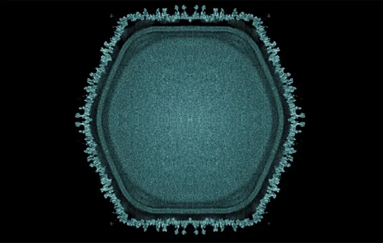 У Японії виявили новий гігантський вірус - чи становить він загрозу для людей? 1