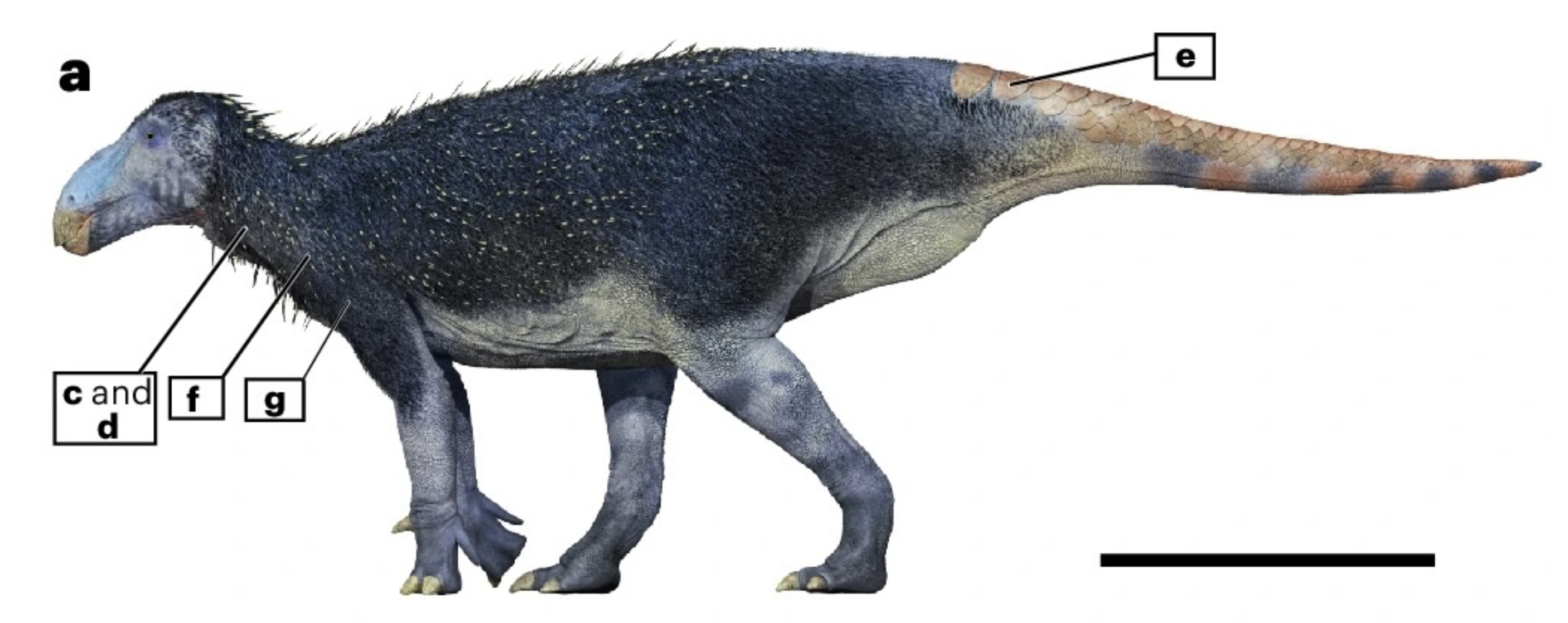 У Китаї виявили новий вид динозавра, і палеонтологи намагаються знайти пояснення наявності колючок на його шкірі. У Китаї виявили новий вид динозавра, і палеонтологи намагаються знайти пояснення наявності колючок на його шкірі. 2