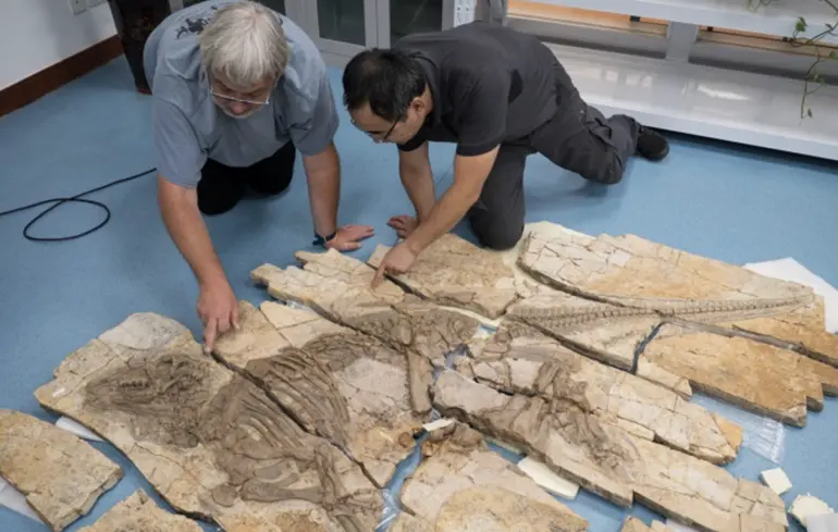 У Китаї виявили новий вид динозавра, і палеонтологи намагаються знайти пояснення наявності колючок на його шкірі. У Китаї виявили новий вид динозавра, і палеонтологи намагаються знайти пояснення наявності колючок на його шкірі. 1