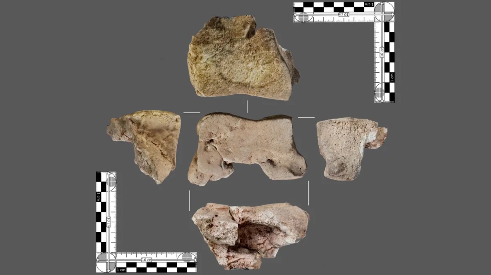 У війнах Ганнібала використовувалися бойові слони. Дослідники виявили в Іспанії слонячу кістку, яка має вік 2200 років. 2